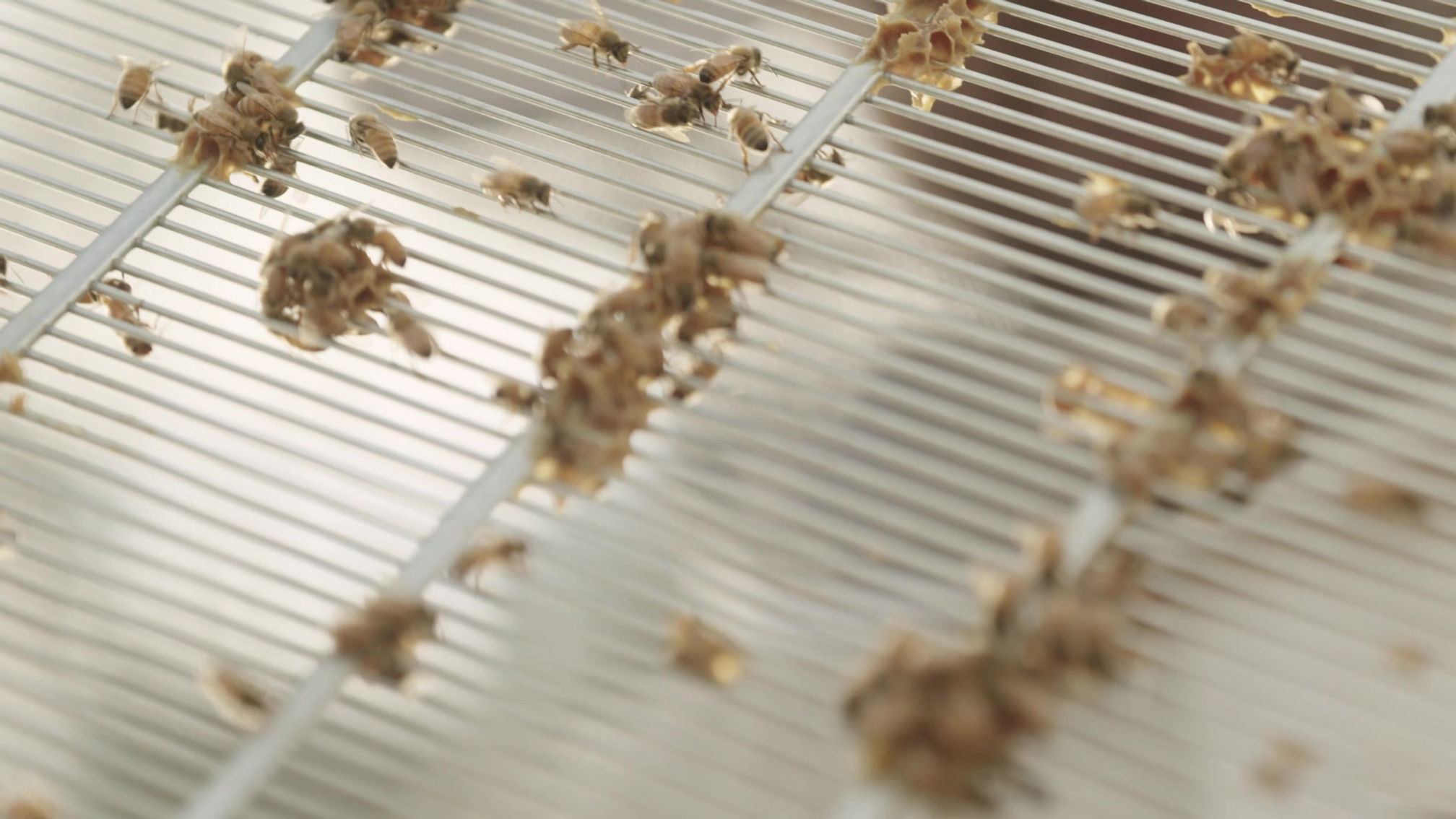 Black Bee Apiary